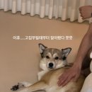 라 메종 블랑쉬 | 라도무스 드레스 라메종블랑쉬 본식드레스 셀렉 후기