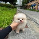 데일리독 의정부강아지분양 애견분양 이미지