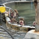 하나목장 | 하코다테 여행 3. 야마가와 목장, 열대식물원