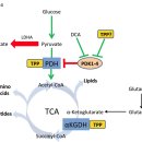 Re:Linking vitamin B1 with cancer cell metabolism 이미지