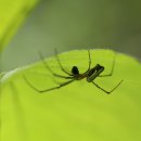 백금반점 이미지