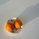 104 | 제주 숙소 추천 | 제주 동쪽 조천 감성숙소 '104스테이' 귤밭 뷰 내돈내산 후기