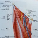 순환기계의 구조와 기능 이미지