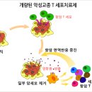 면역세포치료제 수혜주 총 출동--급등주 속출 이미지