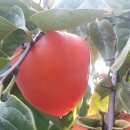 금호농장 이미지