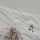 깝질손톱
