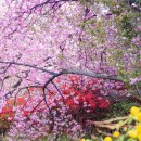 완산(완주) 이미지