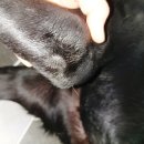 전주가축약품 이미지