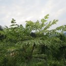 미래조경 Daum카페