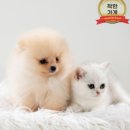 노이펫 강아지 고양이분양 춘천점 이미지