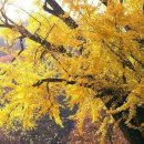 Autumn ginkgo-tree 가을 은행나무 이미지