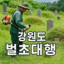 강릉농협 왕산지점 | 강원도 벌초 대행 서비스 업체별 가격 완전 정리