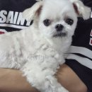 프리티 도그&캣 이미지