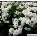 탄천변(탄천좌안) 이미지