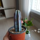 이레가든 이미지