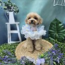 메가펫 애견호텔 | 걱정 덜어준 부평 애견호텔 청천동 메가펫