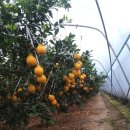 왕눈이농장 이미지