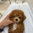 마마코코 이미지