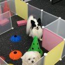 댕그니엘 이미지