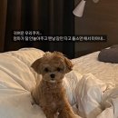 퍼피블러썸 이미지