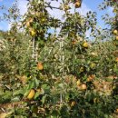 현서농협 APC 이미지