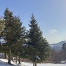 삼양목장 | 삿포로 왜 가? 대관령도 예쁜데?! | 대관령 삼양목장 화이트 시즌 후기 (가격/할인/팁)