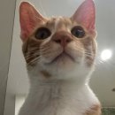 단비(dan:B) 이미지