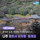 전남 나주시 다도면 불회사~ 비자나무숲길~덕룡산(492m) 코스/2026.8.11.화 이미지