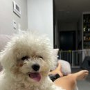 지금여기서행복하개 이미지