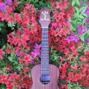 [25-3] 장폴 우쿨렐레 이미지