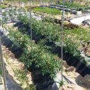 내아들농장 이미지