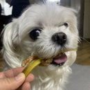 댕댕스낵 이미지