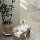 본럭시 이미지