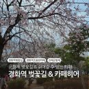 경화역 | 경화역 벚꽃길 진해군항제 나들이 경화역 카페히어 내돈내산 후기
