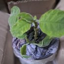 그림풍경님 흰겹천사의나팔 이미지