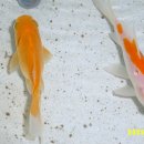 골드마트 이미지