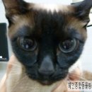 혜인종합동물병원 이미지