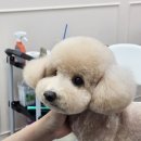 웰니스 펫 미용실 이미지