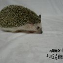 스튜디오 해치 이미지