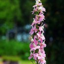 락스퍼(Larkspur) 이미지