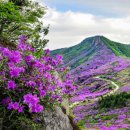 황매산 철쭉제 이미지