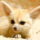 어린왕자와 사막여우 이미지