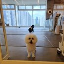 웰리스 동물병원 이미지