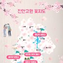 백운면 벚꽃길 이미지