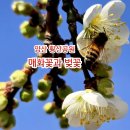 1482 | 1482.양산 황산공원 매화꽃과 벚꽃