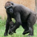 고릴라 이미지