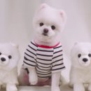 Pet.J 이미지