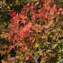 오대산 산채정식 이미지