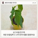 레몬 유칼립투스 나무 키우기 반려식물