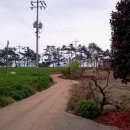 보성 티백녹차투어 후기 - [미션편]